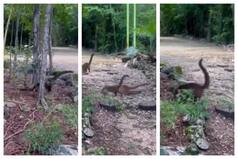 Is This Viral Video Shot In A Miniature Jurassic Park? You Have To Decide | Watch It Right Here