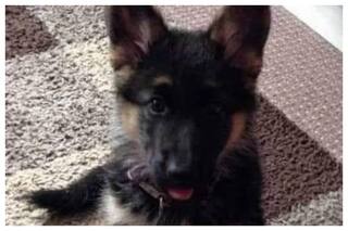 Wife Puts Husband Up For Adoption Because Of THIS Reason, Tweet Goes Viral