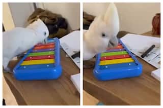 Parrot Enjoys Playing Piano, Produces Very Delightful Music | Watch Viral Video