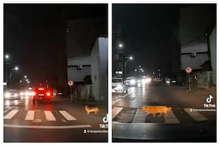 Hey Humans, Learn From This Dog How To Cross The Road | Watch Viral Video
