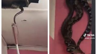 Huge Pythons Drop From Ceiling Leaving Netizens Shocked | Watch Viral Video