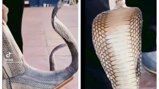 Putting On 'Snakes' Instead Of Shoes Could Well Be Extreme Of Being Fashionable | Watch Viral Video