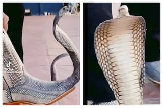 Putting On ‘Snakes’ Instead Of Shoes Could Well Be ‘Extreme Of Being Fashionable’ | Watch Viral Video