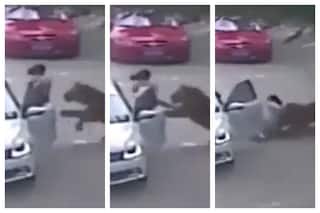Tiger Grabs Woman, Drags Her Away In Jungle Like She Is A Toy Within Seconds | Extremely Shocking Video
