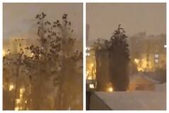 Did Birds In Turkey Know That Earthquake Was About To Strike? This Video Suggests So | Watch Here