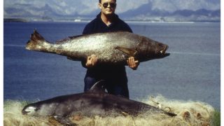 It’s Not Tiger Or Leopard But Vaquita That Is Critically Endangered, Only 10 Of Them Remain | Details Inside
