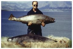 It   s Not Tiger Or Leopard But Vaquita That Is Critically Endangered, Only 10 Of Them Remain | Details Inside