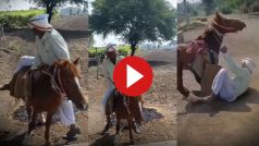 Chachaji Ka Video: खुशी-खुशी गधे पर चढ़ गए चाचाजी, तभी घुमाकर ऐसा पटका दांत बाहर आ गए- देखें वीडियो