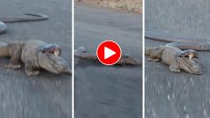 Wild Animal Video: अचानक आमने-सामने आ गए किंग कोबरा और कोमोडो ड्रैगन, हिलाकर रख देगा आगे का नजारा- देखें वीडियो