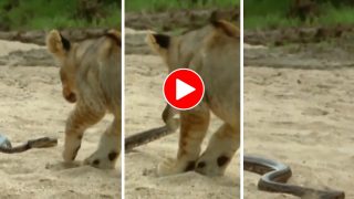 Sher Aur Sanp Ka Video: छेड़ते ही शेर पर भड़क गया डेंजरस सांप, उछलकर ऐसे अटैक किया हिल जाएंगे- देखें वीडियो