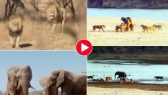 Hathi Aur Sherni Ki Ladai: शेरनियों के दल ने एक साथ कर दिया हाथी पर अटैक, एक तो उछलकर पीठ पर बैठ गई- देखें वीडियो