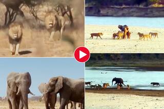 Hathi Ka Video: अकेले हाथी पर टूट पड़ीं कई शेरनियां, एक तो उछलकर पीठ ही काटने लगी- देखें वीडियो