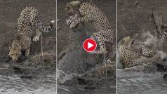 Magarmach Ka Video: पानी पीने आए चीता की मगरमच्छ ने दबोच डाली गर्दन, नदी के अंदर ले गया और मार दिया- देखें वीडियो