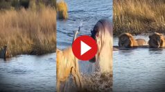 Sher Aur Hippo Ki Ladai: तीन शेरों से अकेला ही भिड़ गया हिप्पो, नदी से खदेड़कर ही दम लिया- देखें वीडियो