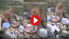 Bandar Ka Video: बंदर को मालिक ने दी ऐसी सजा हिल गया बेचारा, धुलवाए इतने बर्तन नानी याद आ गई- देखें वीडियो