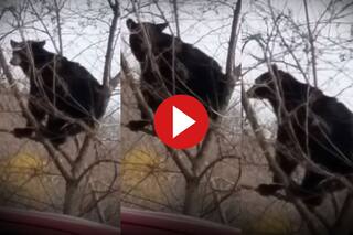 Bhalu Ka Video: खुजली मिटाने के लिए पेड़ पर चढ़ गया भालू, फिर जो किया देखते ही हंसी छूटेगी- देखें वीडियो