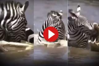 Zebra Aur Magarmach Ka Video: मगरमच्छ पर उल्टा जेब्रा ही भारी पड़ गया, ऐसा हाल किया आंखें फटी रह जाएंगी- देखें वीडियो