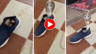 Sanp Ka Video: जूते के अंदर छिपकर बैठा था सांप, नजर पड़ते ही अंदर तक हिल गया शख्स- देखें वीडियो