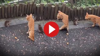 Chuhe Billi Ka Video: चूहे को देखते ही बिल्ली ने जड़ दिया चांटा, मगर जो पलटवार हुआ हिल गई बेचारी- देखें वीडियो