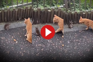 Chuhe Billi Ka Video: चूहे को देखते ही बिल्ली ने जड़ दिया चांटा, मगर जो पलटवार हुआ हिल गई बेचारी- देखें वीडियो