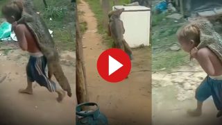 Magarmach Ka Video: मगरमच्छ कंधे पर लटका लाया छोटा बच्चा, हिला ही देगा आगे का नजारा | देखें वीडियो