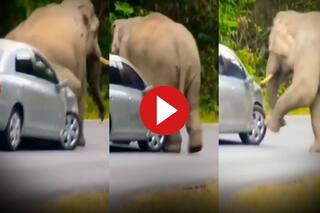 Hathi Ka Video: पहले हवा निकाली फिर कार पर ही बैठ गए गजराज, हिला देगा आगे का नजारा | देखिए वीडियो