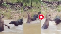 Kangaroo Ka Video: कंगारू पर हमला करने की भूल कर गया डॉगी, पड़े इतने थप्पड़ होश ही उड़ गए | देखें ये वीडियो