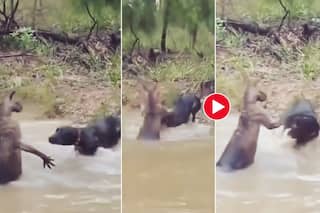 Kangaroo Ka Video: कंगारू पर हमला करने की भूल कर गया डॉगी, पड़े इतने थप्पड़ होश ही उड़ गए | देखें ये वीडियो