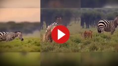 Zebra Ka Video: जेब्रा के गुस्से का शिकार हो गया चीता, दौड़ाकार इतना पीटा नीला पड़ गया- देखें वीडियो