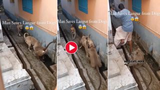Langur Ka Video: अकेले ही कुत्तों के झुंड से भिड़ गया लंगूर, फिर जो नजारा दिखा होश उड़ जाएंगे- देखें वीडियो