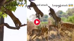 Tendue Ka Video: पेड़ से छलांग मारकर तेंदुए ने दबोच ली हिरण की गर्दन, नजारा ऐसा आंखें फटी रह जाएंगी- देखें वीडियो