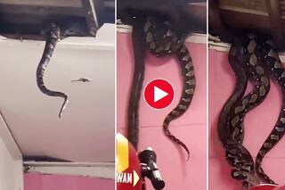 Azgar Ka Video: घर की छत तोड़ी तो हक्का-बक्का रह गया परिवार, विशालकाय अजगर फर्श पर आ गिरा- देखें वीडियो