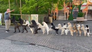 Viral Video: 14 Dogs Come Together For Longest Conga Line To Set Guiness World Records
