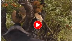 Sherni Ka Video: इस बार भी भैंसे से नहीं जीत पाई शेरनी, मार खाकर पेड़ पर चढ़ी मगर वहां भी पिट गई- देखें वीडियो