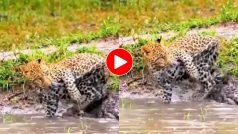 Tendue Ka Video: अपनी ही पूंछ को शिकार समझ बैठा तेंदुआ, फिर जो हुआ सोच-सोचकर हंसेंगे- देखें वीडियो