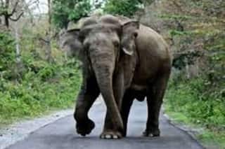 Wild Animal Attack: काम पर जा रहे शख्स पर अचानक जंगली हाथी ने किया हमला, कुचलकर मार डाला
