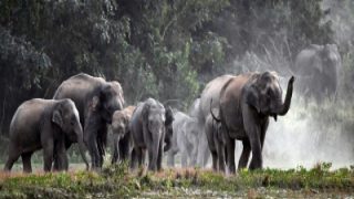 तमिलनाडु में हाथियों के हमले के खिलाफ किसानों का प्रदर्शन, मुद्दो को तुरंत हल करने का आग्रह किया