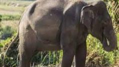 OMG! भारत के इस राज्य में हाथियों ने 462 लोगों को मार डाला, उठी कॉरिडोर बनाने की मांग