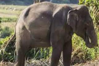 OMG! भारत के इस राज्य में हाथियों ने 462 लोगों को मार डाला, उठी कॉरिडोर बनाने की मांग