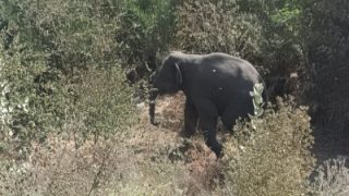 Hathi Ka Hamla: जंगली हाथी ने बाइक सवार शख्स पर हमला कर जान ले ली, स्थानीय लोगों में रोष