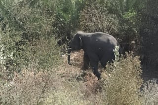 Hathi Ka Hamla: जंगली हाथी ने बाइक सवार शख्स पर हमला कर जान ले ली, स्थानीय लोगों में रोष
