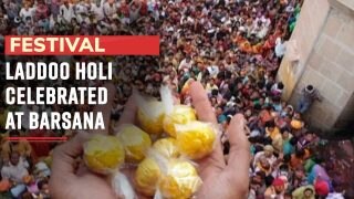 Festival 2023: Ladoo Holi Celebrated With Traditional Fanfare In Barsana | Watch Video