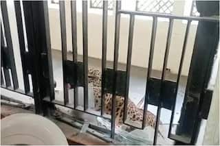 Watch: Leopard Enters Ghaziabad District Court Premises in Uttar Pradesh, Several People Injured