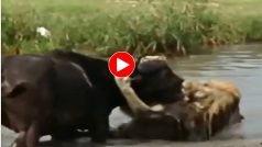 Sher Ka Video: पानी पीने आए भैंसे को रडार पर ले आए दो शेर, फिर जो हुआ जिंदगी में नहीं देखा होगा- देखें वीडियो