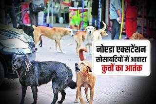 Noida Extension Stray Dogs: आवारा कुत्तों से सावधान... सोसायटी हो या सड़क... खतरे में जान!