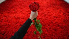 Rose Day 2023 Wishes: गुलाब देकर शुरू करें वेलेंटाइन वीक की शुरुआत, ये संदेश भेजकर पार्टनर को करें खुश
