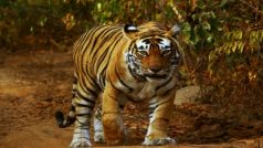 Bagh Ka Hamla: लकड़ियां लेने जंगल गए लोगों पर टूट पड़ा खूंखार बाघ, दो लोगों की मौत और एक घायल