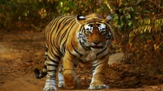 OMG! वर्चस्व की लड़ाई में बाघ शावक की मौत! मध्य प्रदेश के बीटीआर में मिला शव