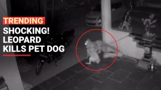 Leopard kills and drags away pet dog in Pune Horrifying Video Went Viral - Watch Video