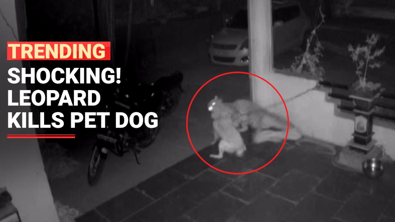 Leopard kills and drags away pet dog in Pune Horrifying Video Went Viral - Watch Video